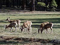 bryce canyon (229).JPG